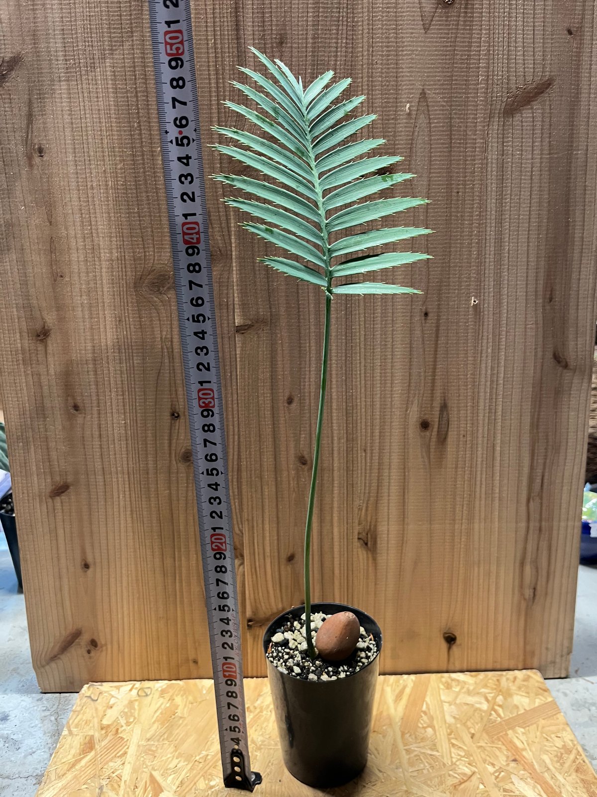 ディオーン スピヌロスム | GREEN LUCK