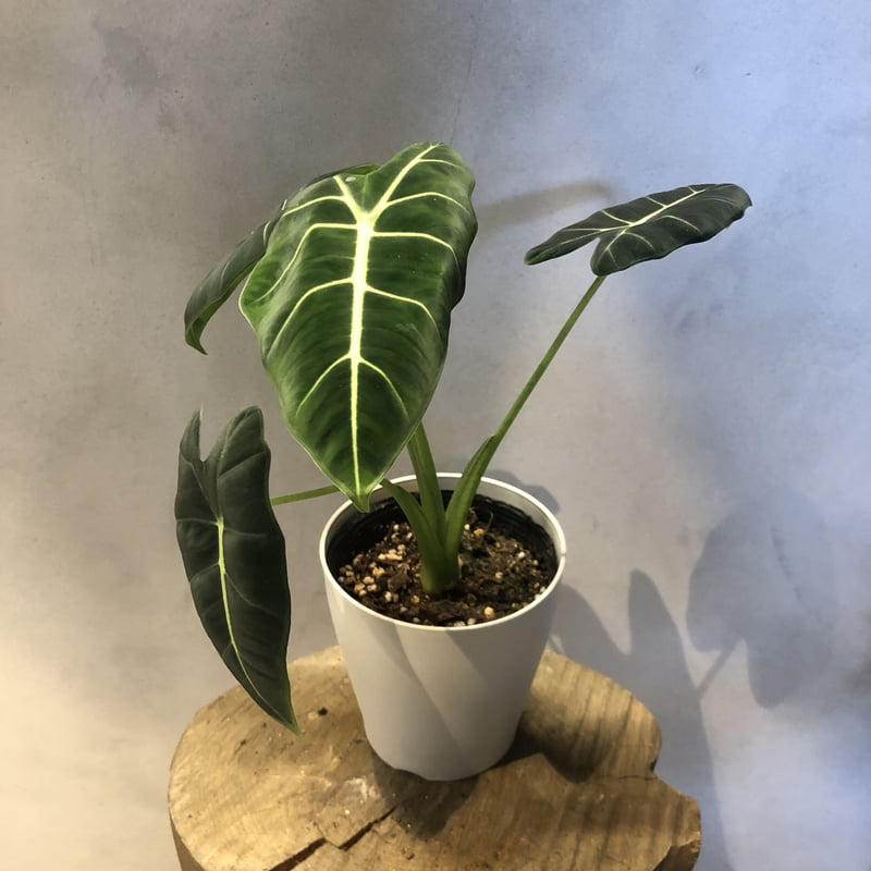 Alocasiaグリーンベルベット(丸葉) アロカシア グリーンベルベット | GREEN LUCK