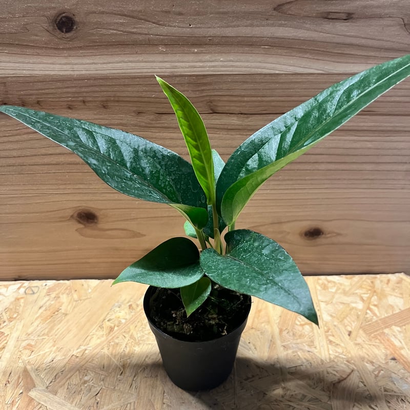 アンスリウム フーケリー 'ブラックドラゴン' | GREEN LUCK