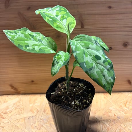 アグラオネマ | STORES