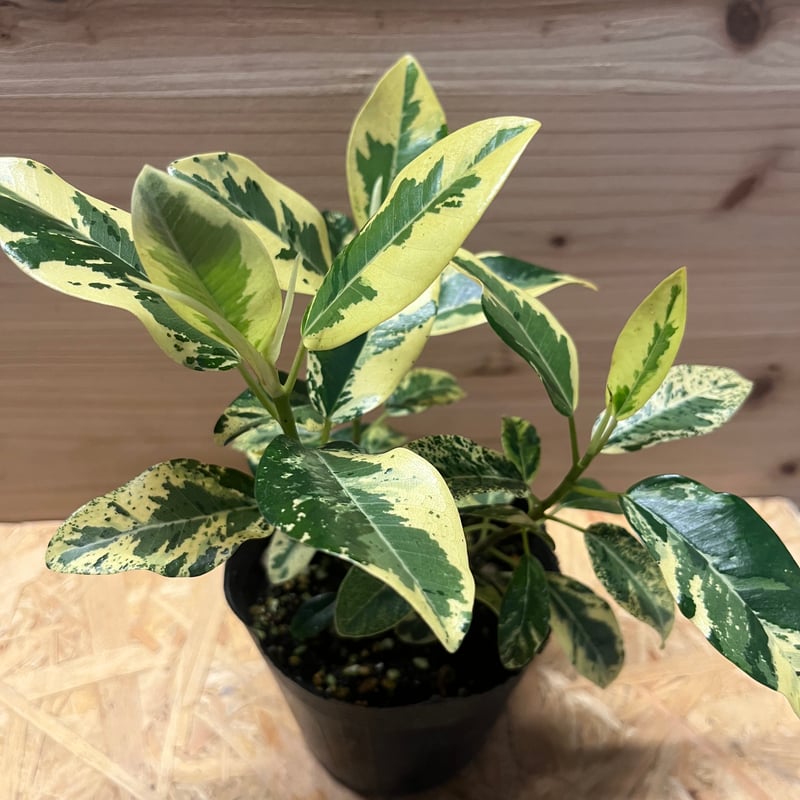 フィカス ルビキノーサ 斑入り フランスゴムの木 | GREEN LUCK