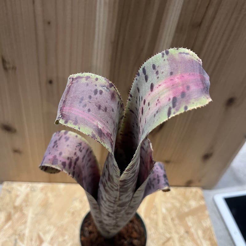 ケスネリア ラファエルオリベイラ | GREEN LUCK