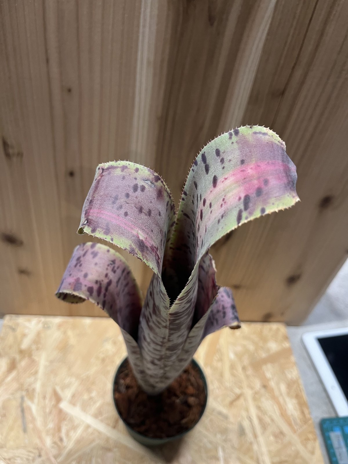 ケスネリア ラファエルオリベイラ | GREEN LUCK