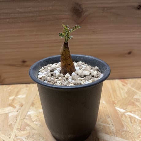 STORES 塊根植物の検索結果