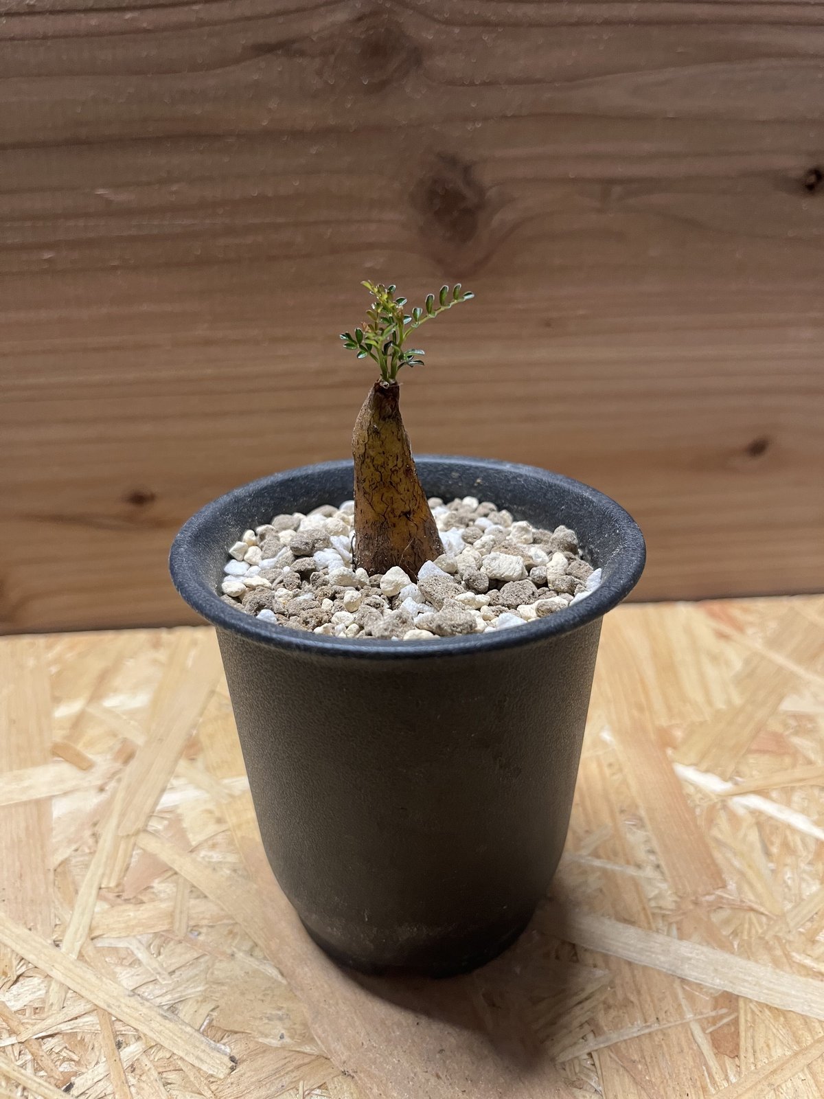 ①オペルクリアパキプス根差し