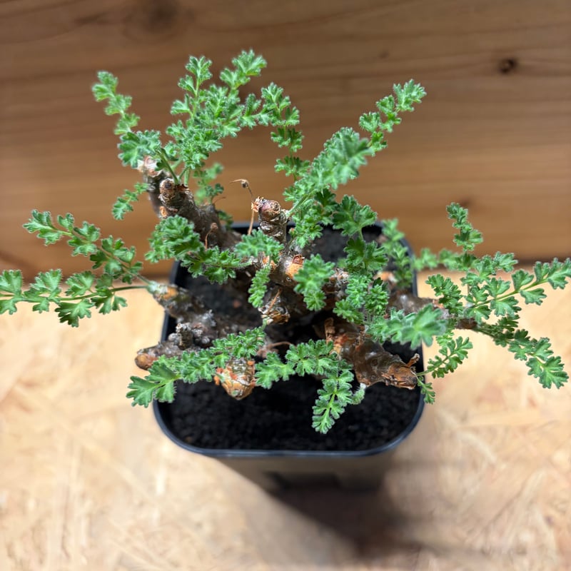 ペラルゴニウム アルテルナンス | GREEN LUCK