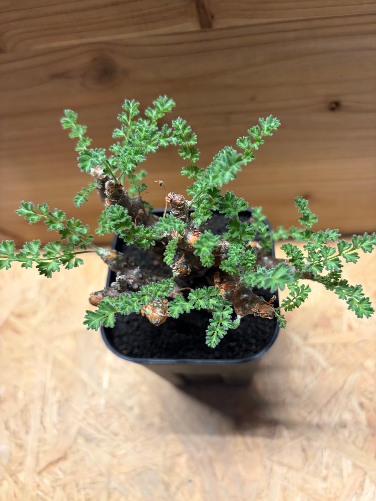 ペラルゴニウム　アルテルナンス ペラルゴニウム アルテルナンス(Pelargonium alternans)写真 多肉植物