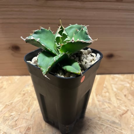 アガベ　チタノタ　金鯨　検　ブツブツ　冰雹　真麻花龍　皇冠　白鯨　黒鯨 アガベ チタノタ 金鯨 検 ブツブツ 冰雹 真麻花龍 皇冠 白鯨 黒