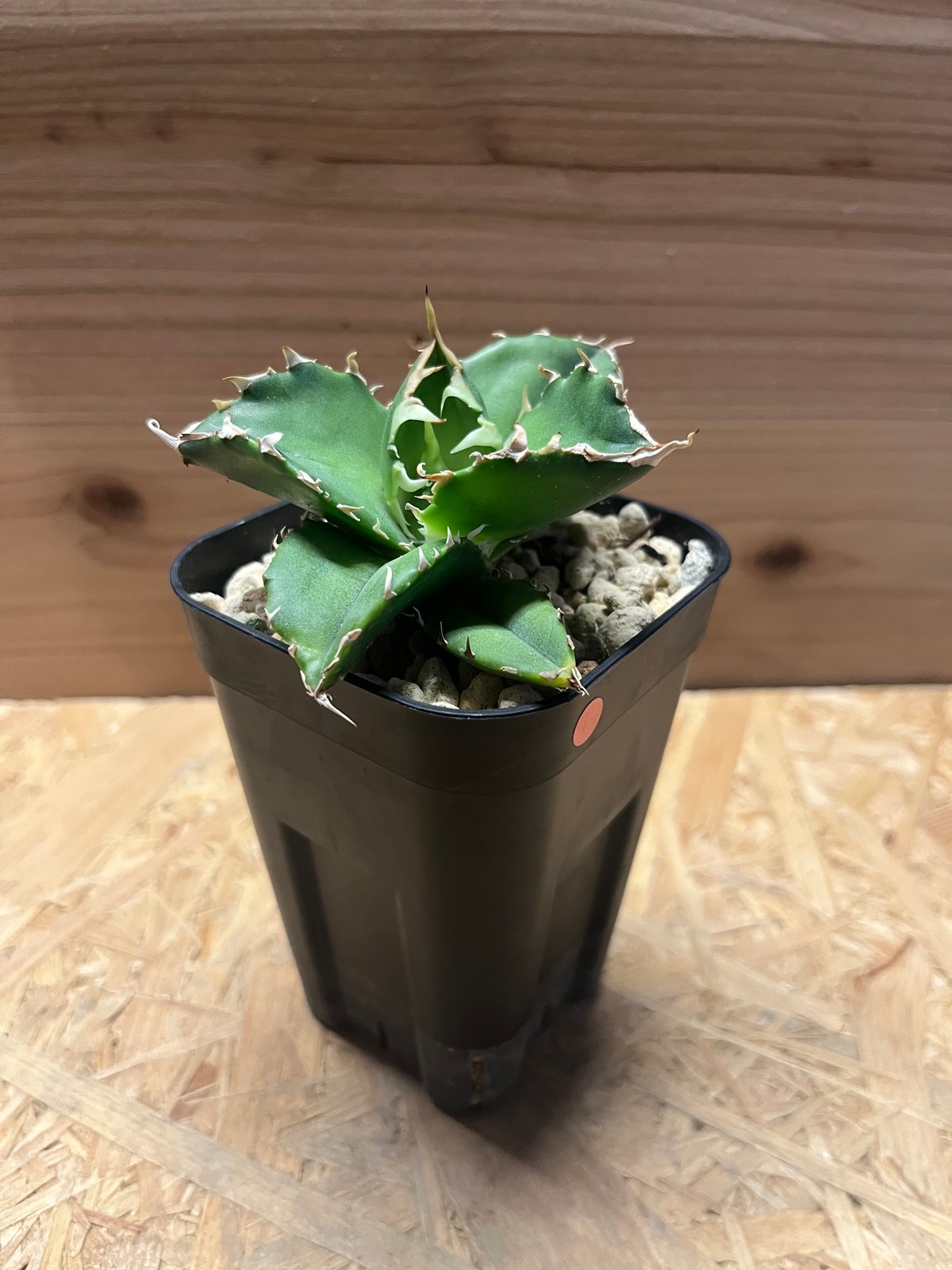 アガベ チタノタ 金鯨 | GREEN LUCK