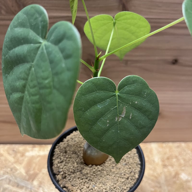 プセウドボンバックス エリプティクム | GREEN LUCK