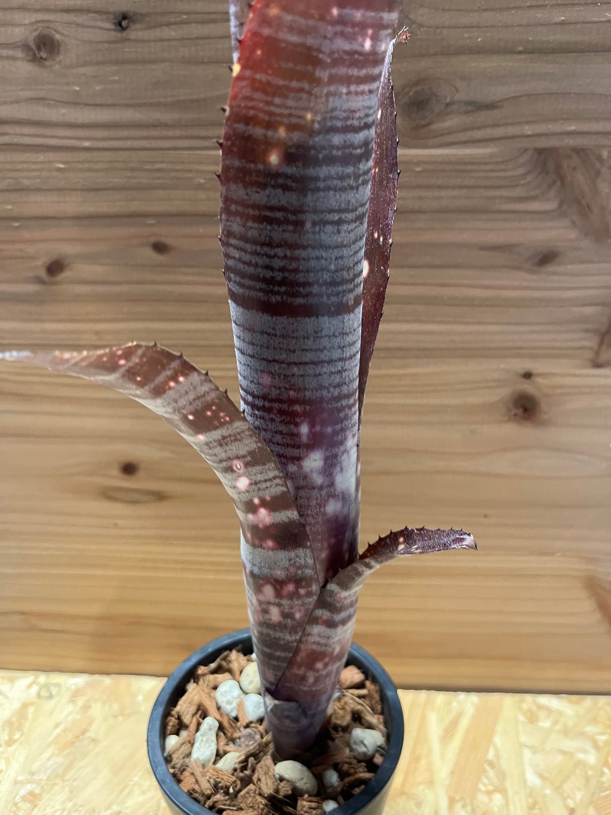 ビルベルギア オビワン | GREEN LUCK