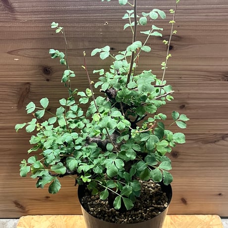 コミフォラ | STORES