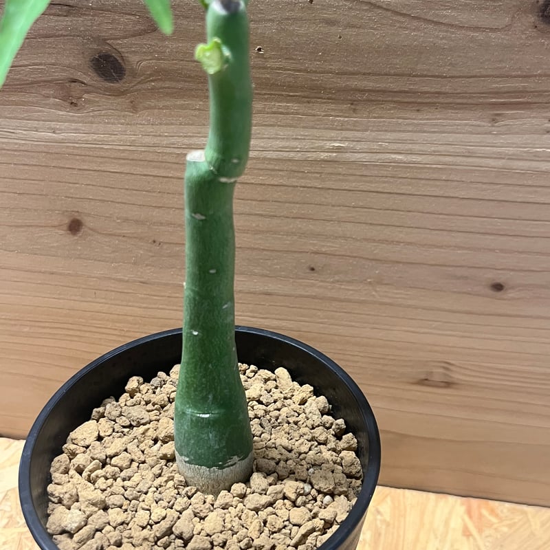 アデニア ベネナータ | GREEN LUCK