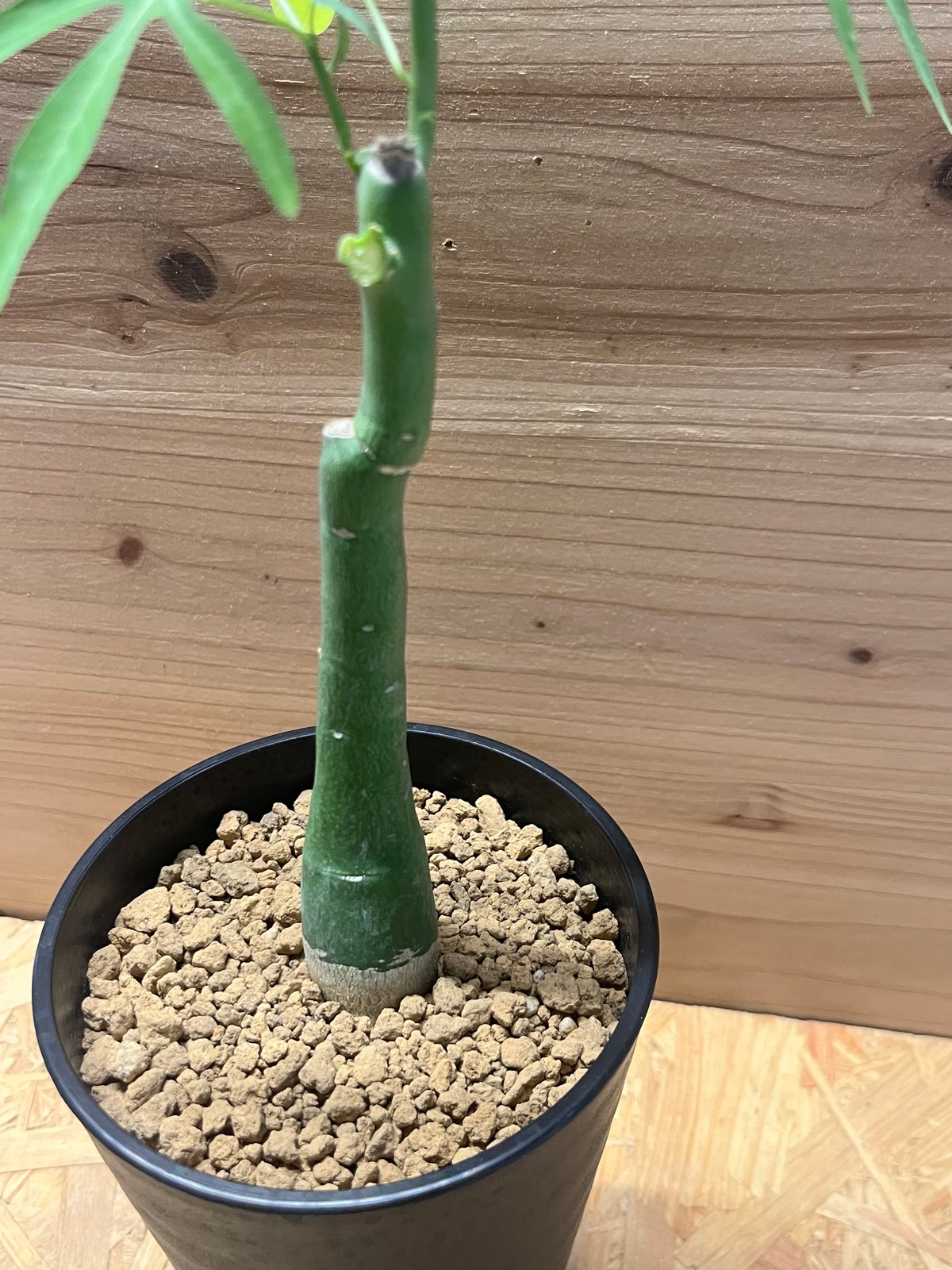 アデニア ベネナータ | GREEN LUCK