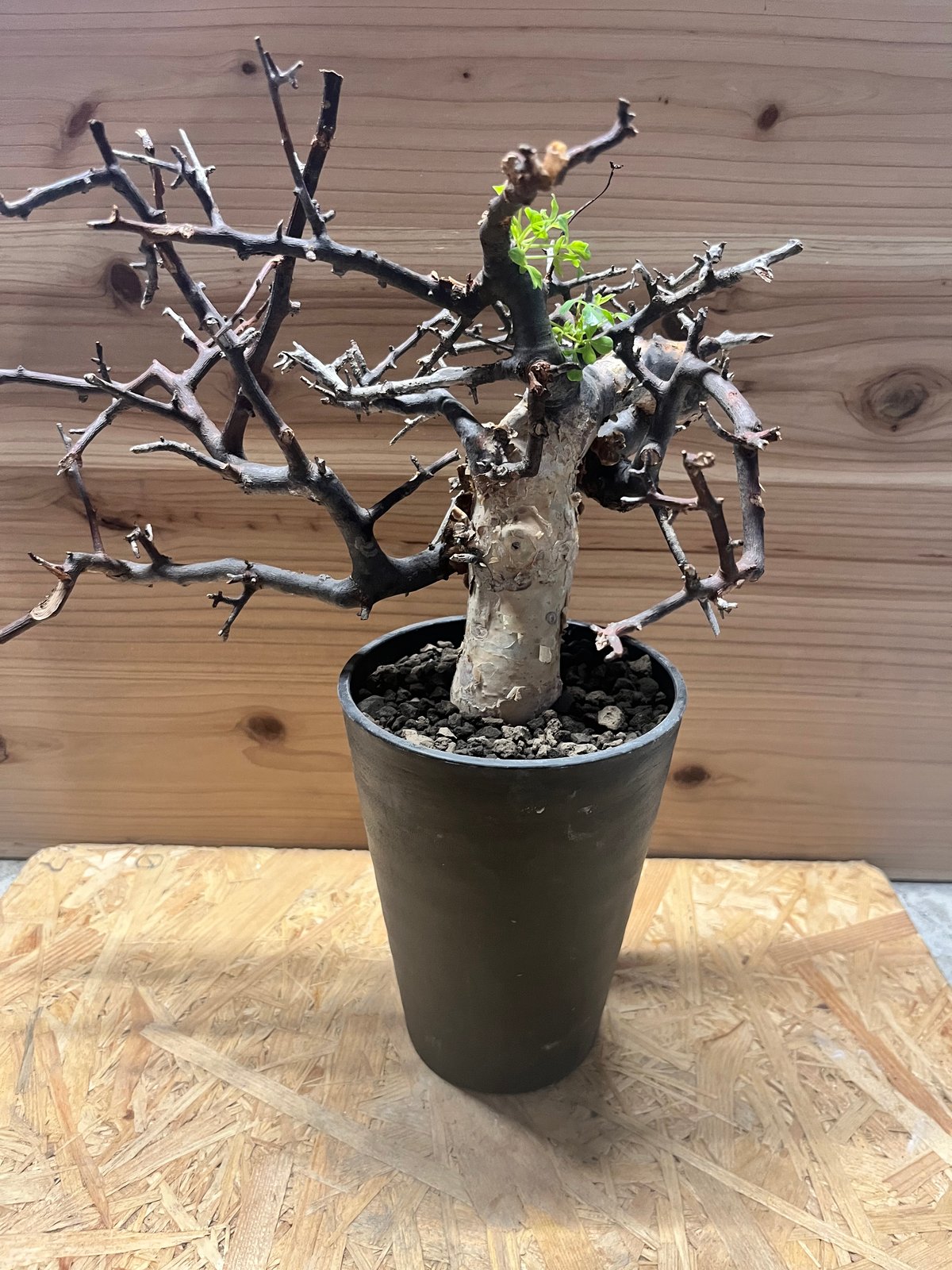 神*様 ⑦コミフォラ カタフ ソマリア産Commiphora kataf 神*様 ⑦コミフォラ カタフ ソマリア産Commiphora kataf