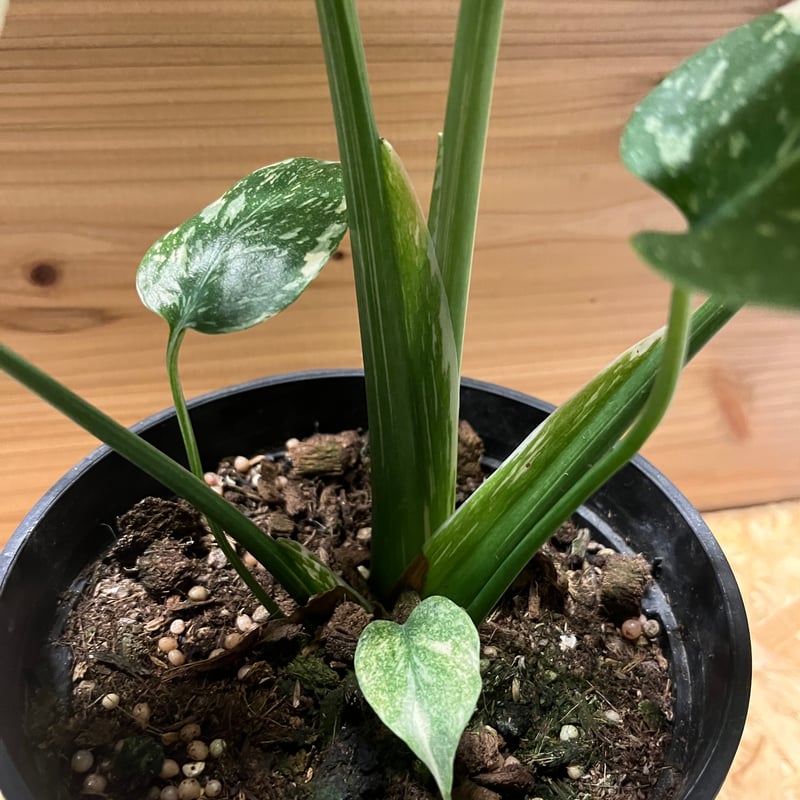 斑入りモンステラ イエローモンスター | GREEN LUCK