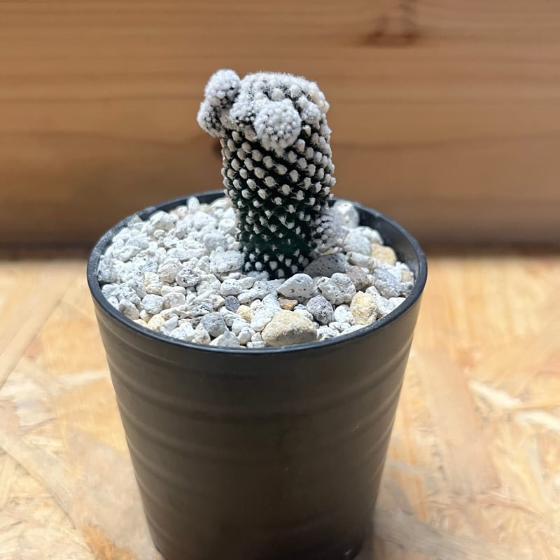 コピアポア テヌイシマ | GREEN LUCK