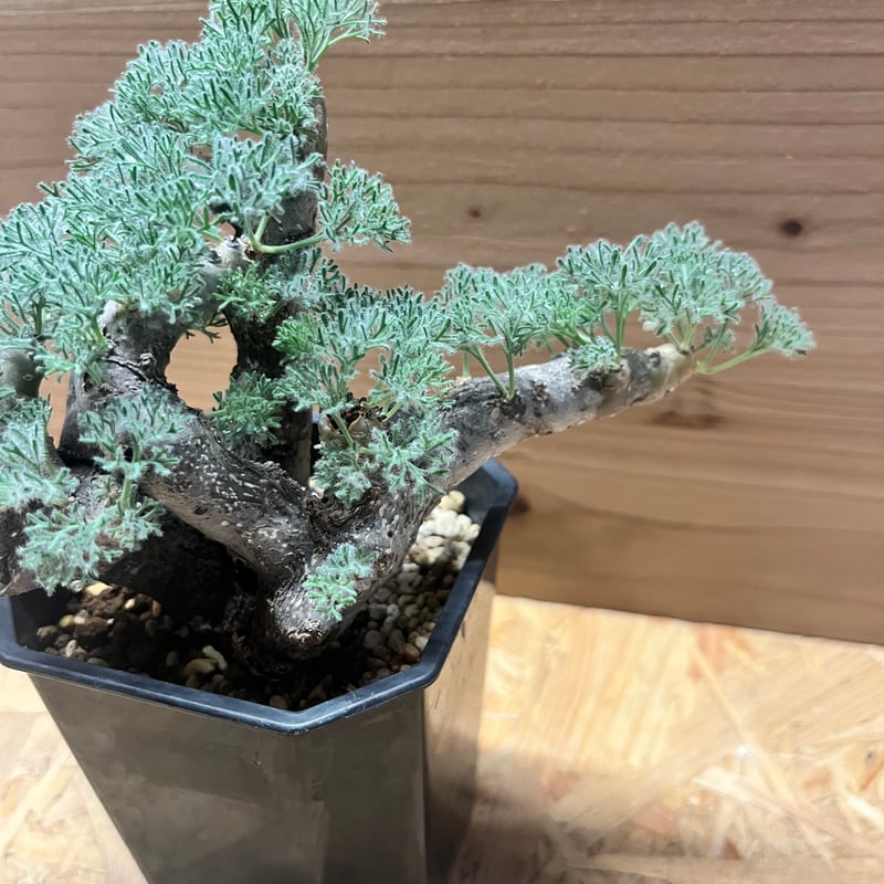 モンソニア ムルチフィダ （サルコカウロン） | GREEN LUCK