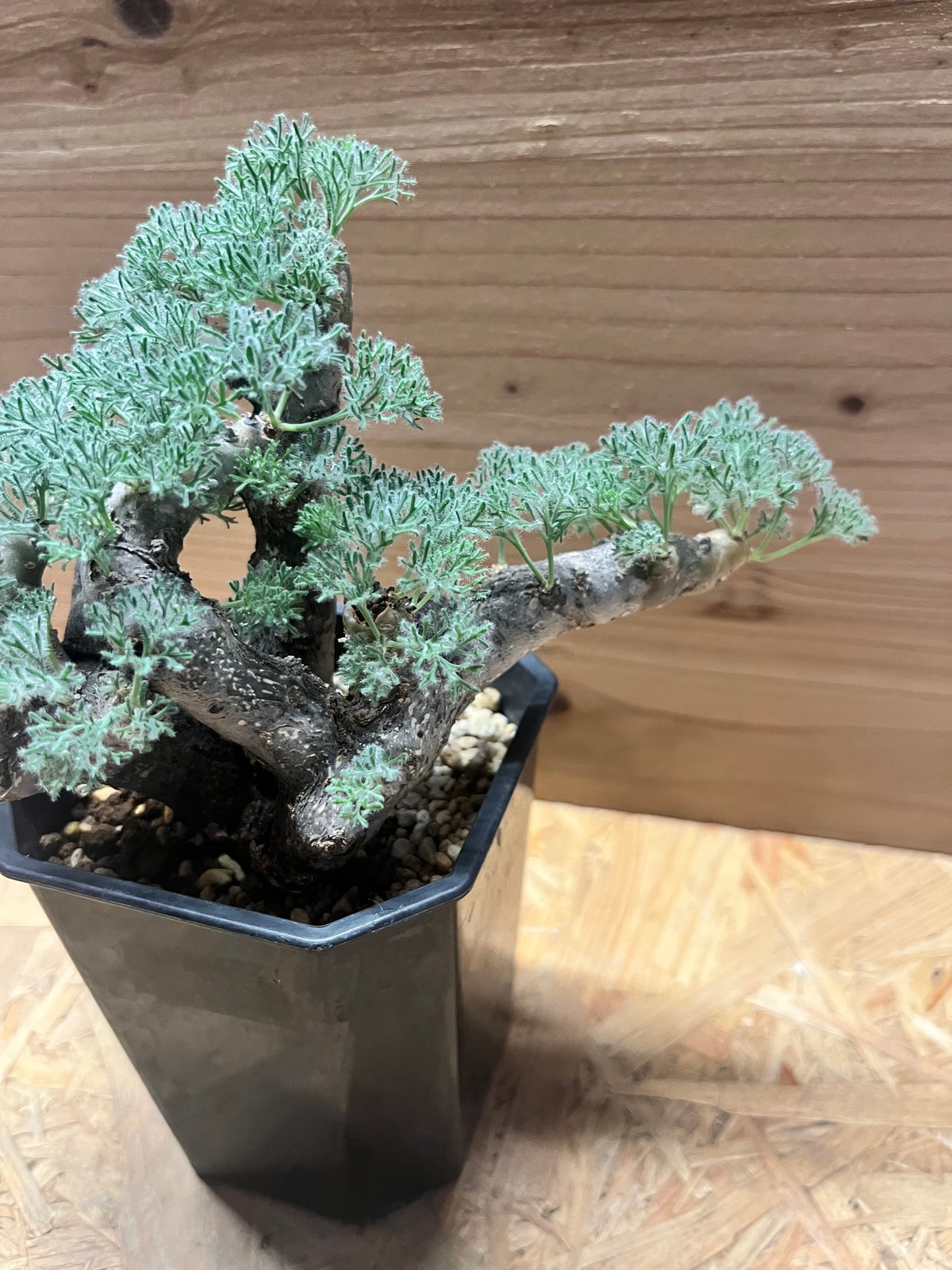 モンソニア ムルチフィダ （サルコカウロン） | GREEN LUCK