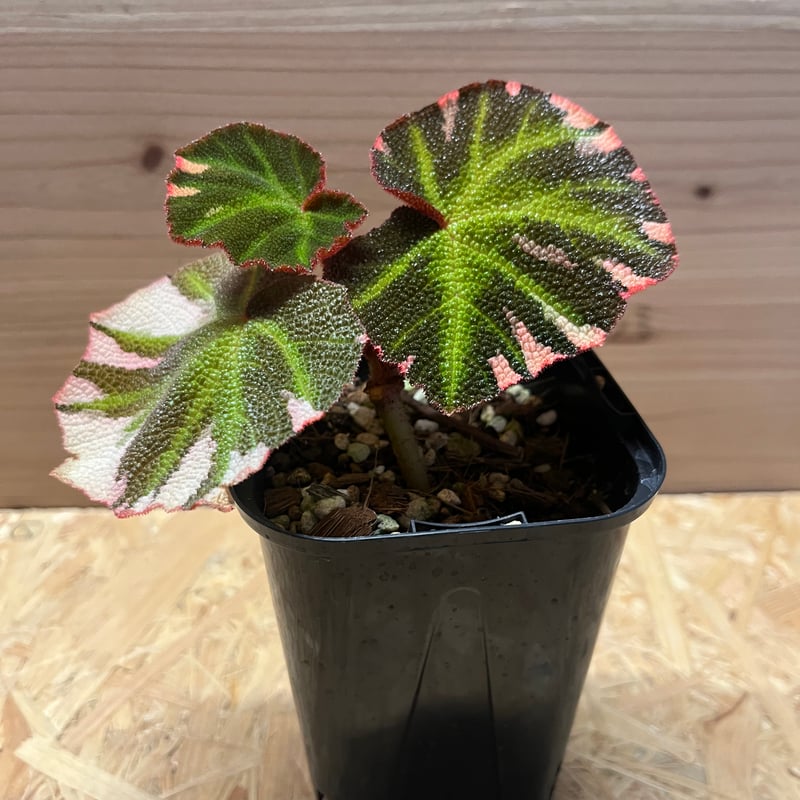 ベゴニア ソリムタータ 斑入り | GREEN LUCK