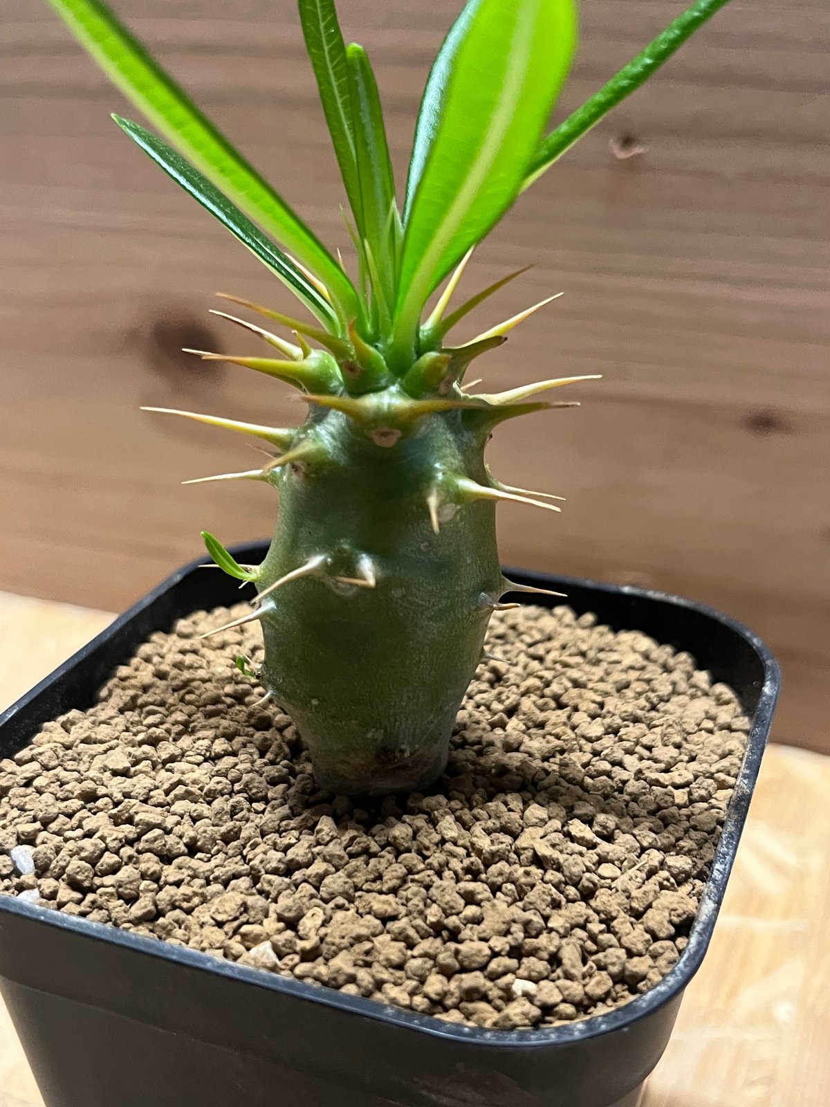 パキポディウム アンボンゲンセ　２つセット パキポディウム アンボンゲンセ 2つセット パキポディウム