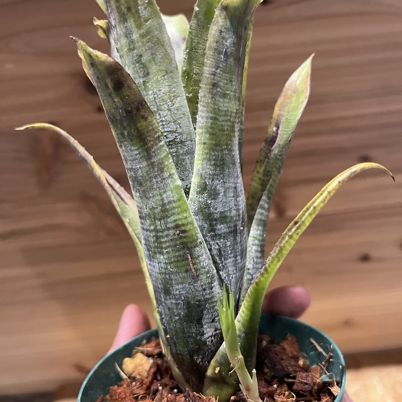 ネオレゲリア パウシフローラ スーパーホワイトクローン | GREEN LUCK ネオレゲリア パウシフローラ スーパーホワイトクローン | GREEN LUCK