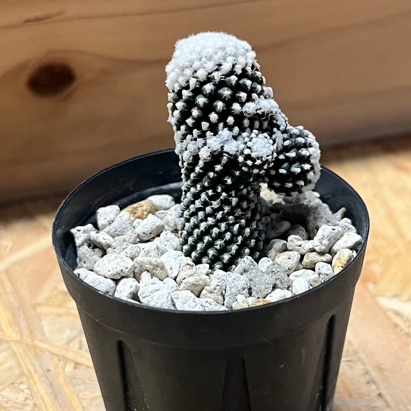 コピアポア テヌイシマ | GREEN LUCK