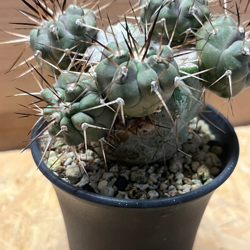 コ*タ様 【実生】Copiapoa　コピアポア シネレア　黒王丸 コピアポア シネレア 