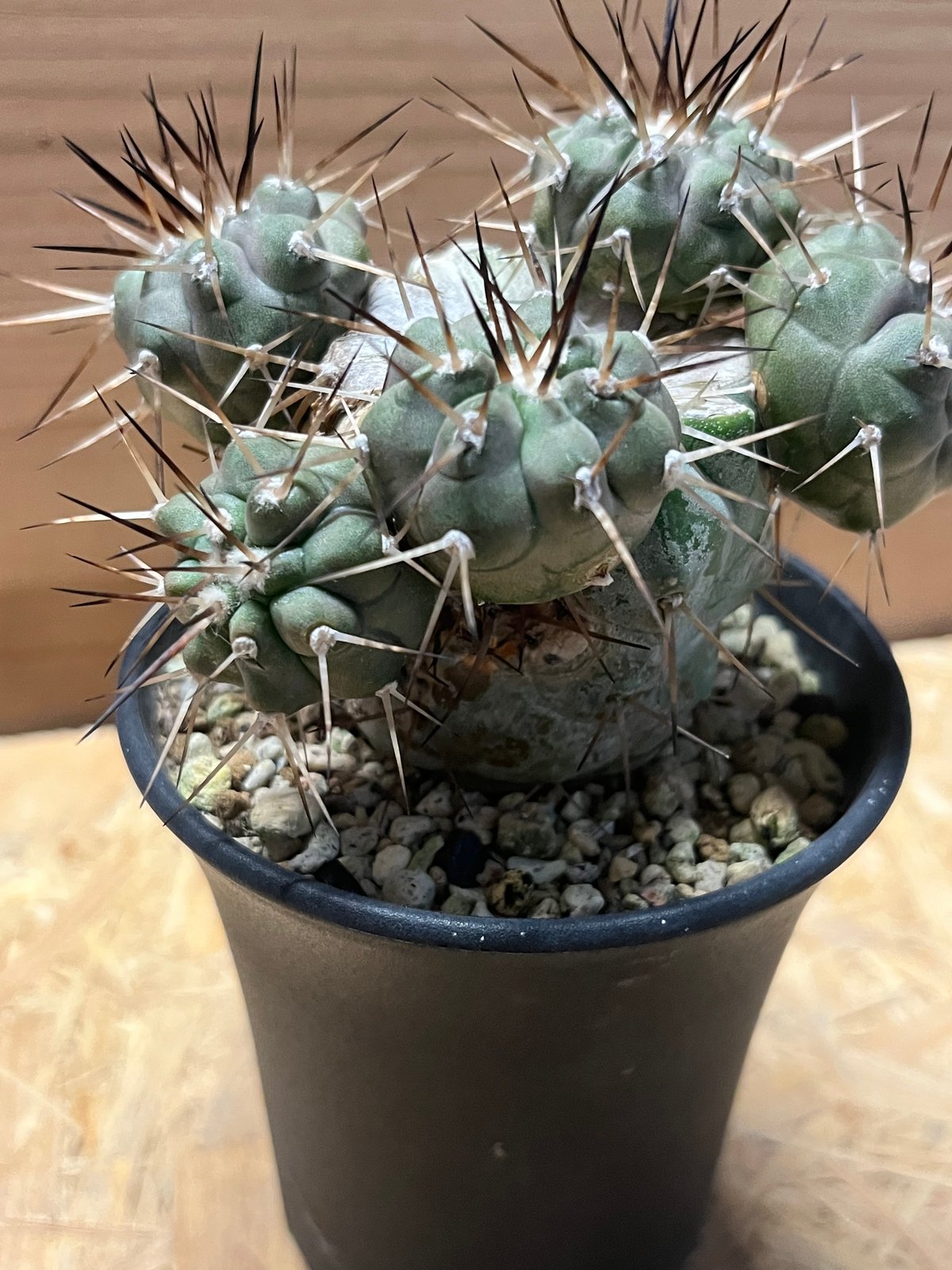 黒王丸 実生 黒棘 コピアポア シネレア コピアポア シネレア 黒王丸 実生 | GREEN LUCK