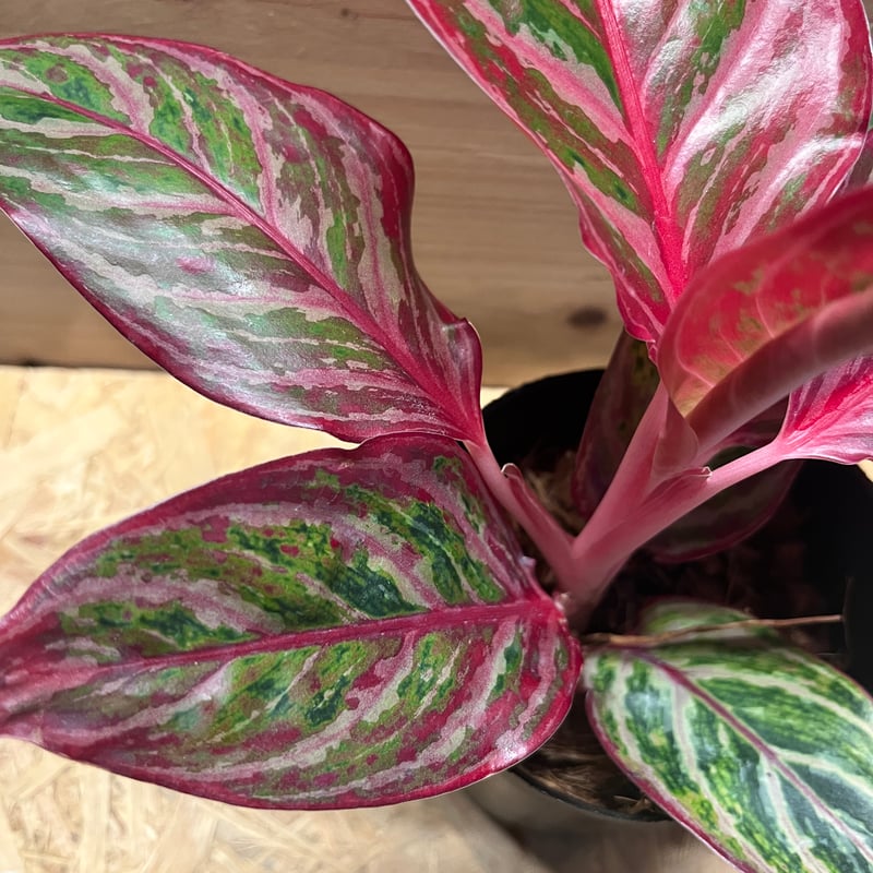 アグラオネマ 'レッドエメラルドドラゴン' | GREEN LUCK