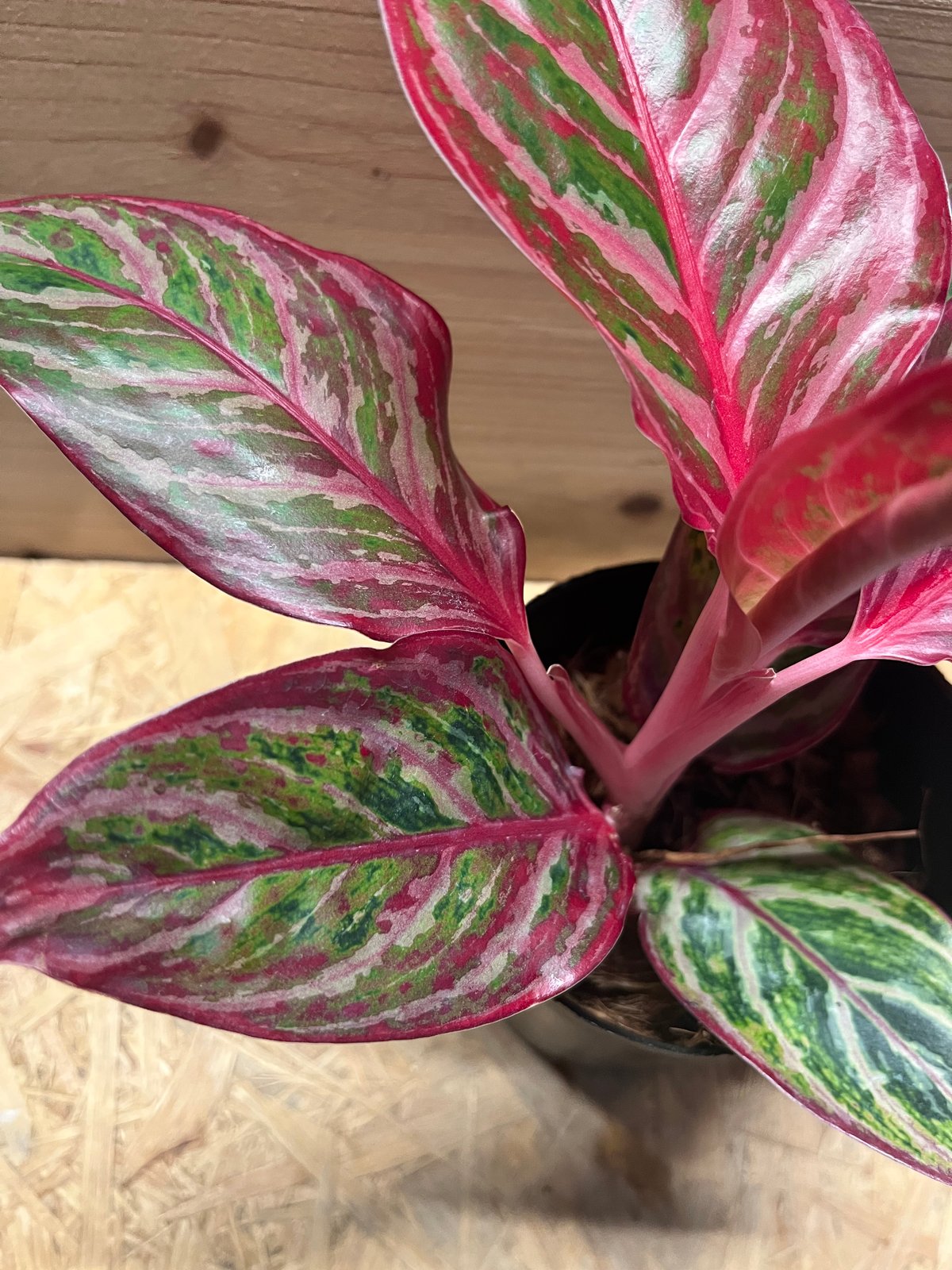 アグラオネマ 'レッドエメラルドドラゴン' | GREEN LUCK