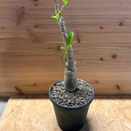 【レア株】パキポディウムデカリー 塊根植物 多肉 コーデックス 楽天市場】多肉植物 caパキポディウム デカリー 実生 送料無料 多肉