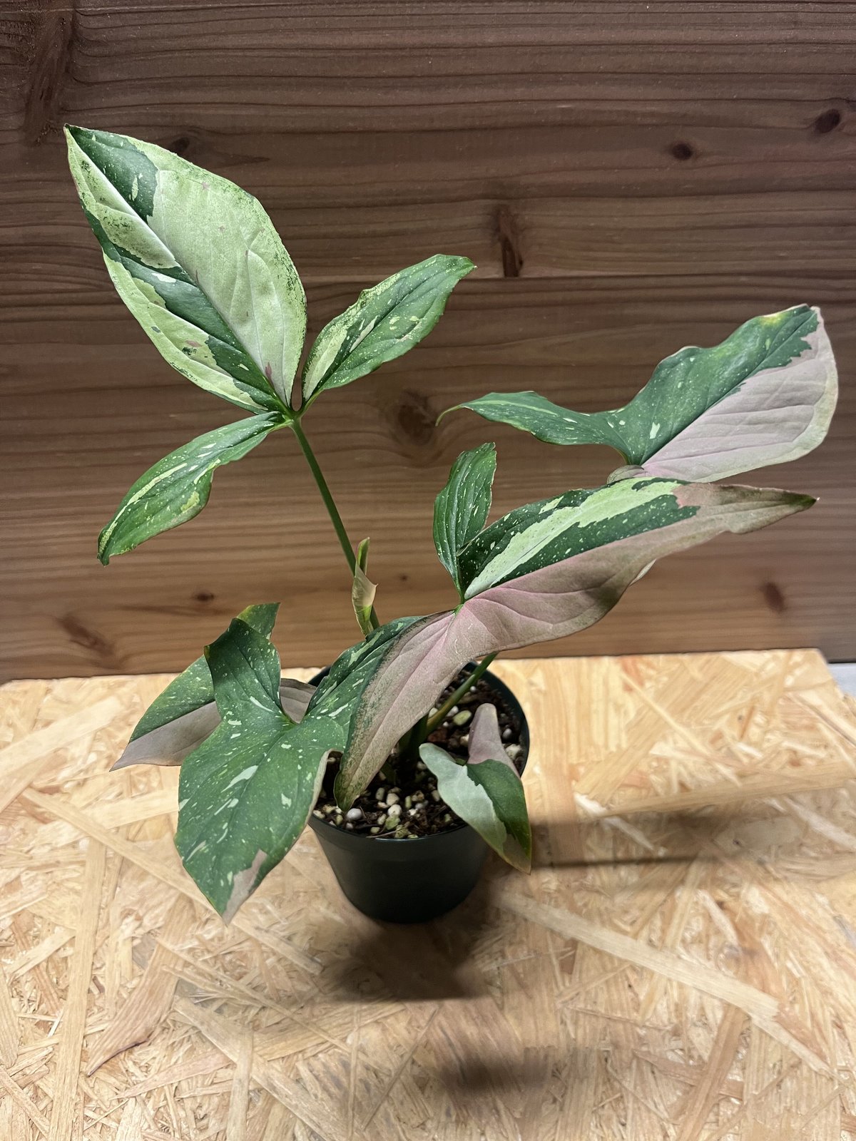 シンゴニウム レッドスポットトリカラー | GREEN LUCK