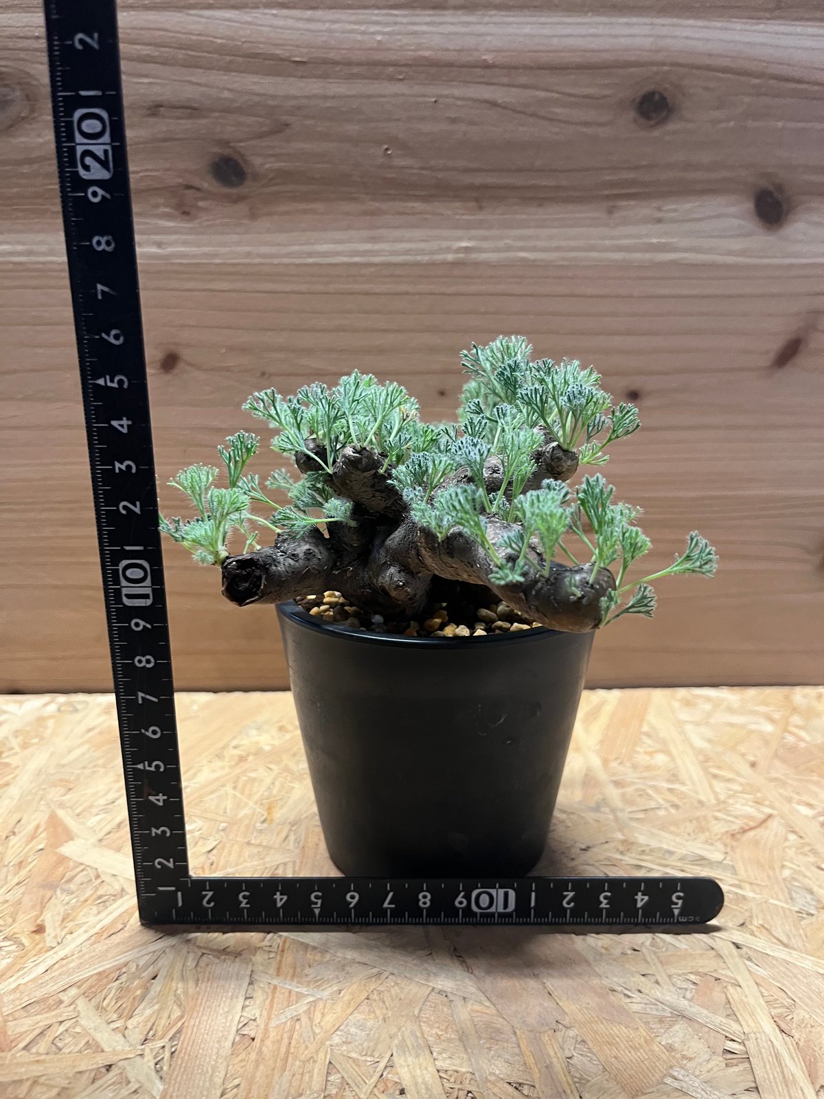 モンソニア ムルチフィダ | GREEN LUCK