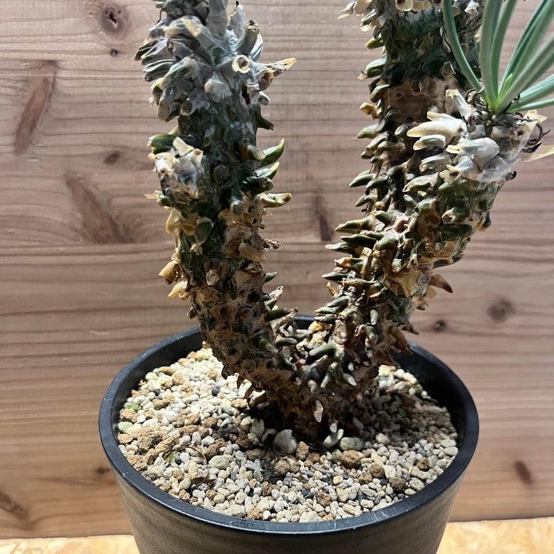 チレコドン※ワリチー チレコドン・ワリチー/Tylecodon wallichii | Hare Bare Plants