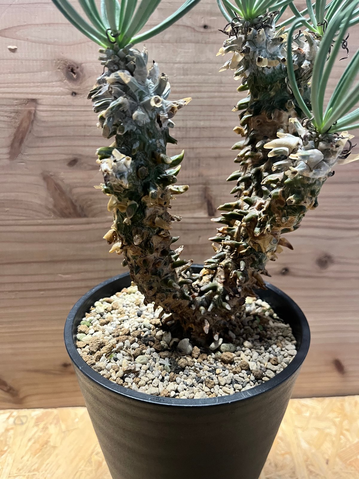 チレコドン ワリチー チレコドン ワリチー | GREEN LUCK