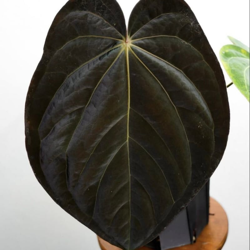 激レア　アンスリウム　カーラブラッキー アンスリウム カーラブラッキー×アントラキー'ヤード' | GREEN LUCK