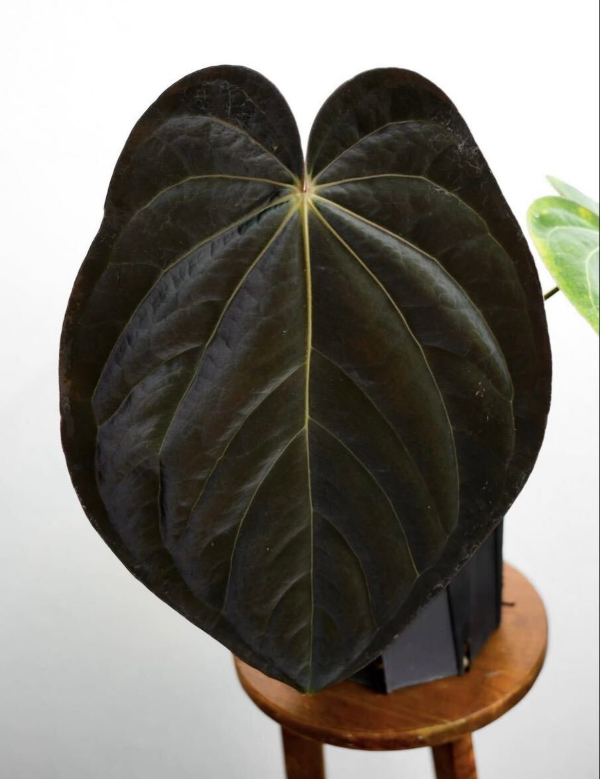 アンスリウム カーラブラッキー×アントラキー'ヤード' | GREEN LUCK