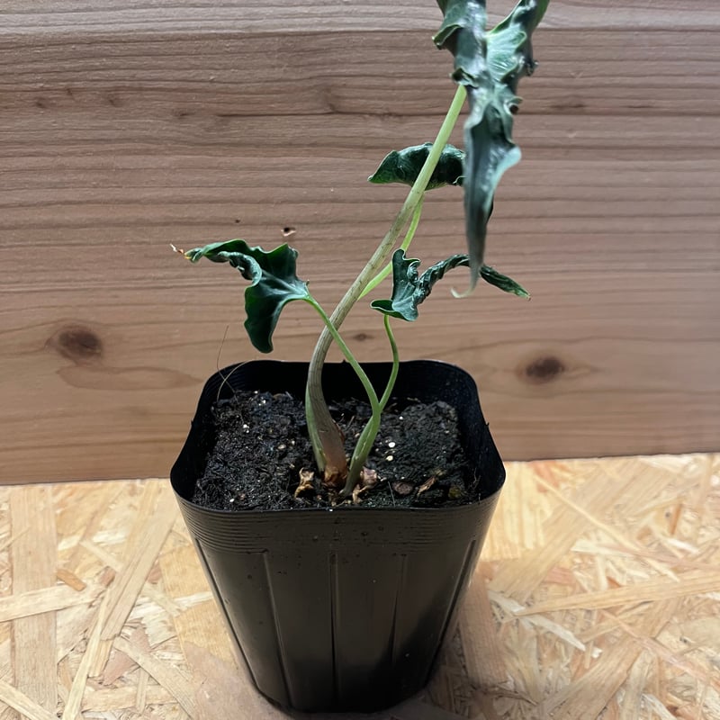 アロカシア・ロコ Alocasia Loco x 10 plants Alocasia Loco x 10 plants アロカシア・ロコ