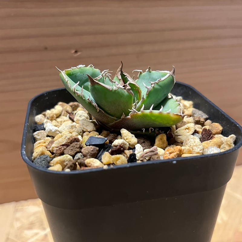 アガベ チタノタ 清櫻 育成株（アガベ チタノタ 清櫻 lize 物臭 子株①） 