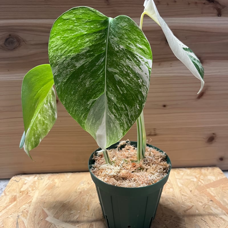 モンステラ ボルシギアナ オーレア モンステラ ボルシギアナ オーレア♡希少♡観葉植物♡黄斑入り アート