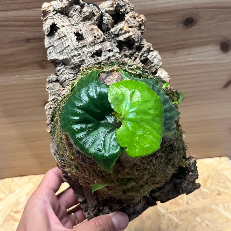 P. madagascariense　ビカクシダ　マダガスカリエンセ ビカクシダ『マダガスカリエンセ』 | Planet Plants プラネット