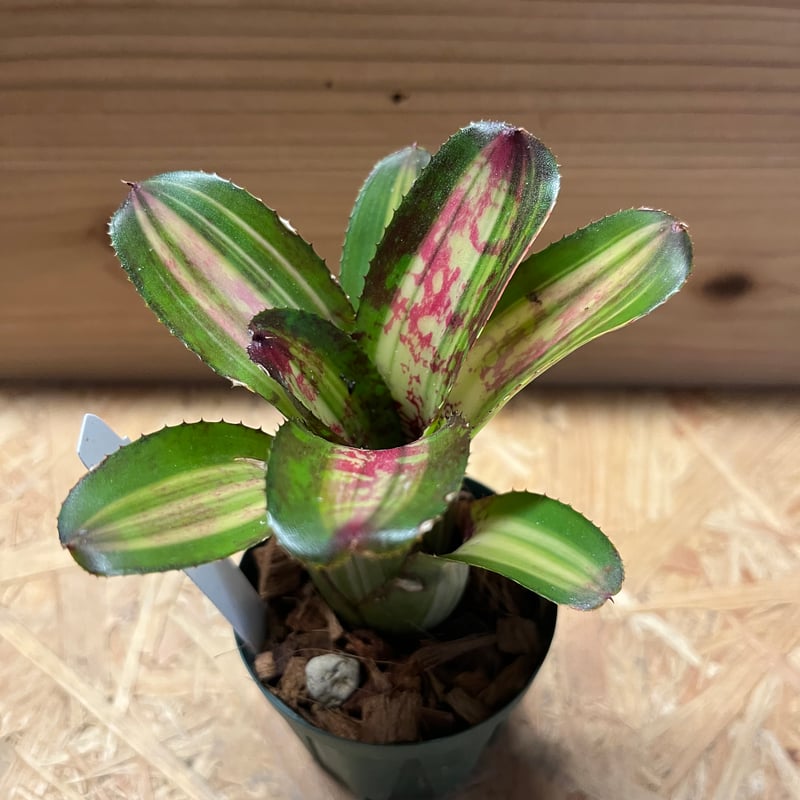 ネオレゲリア カポエイラ | GREEN LUCK