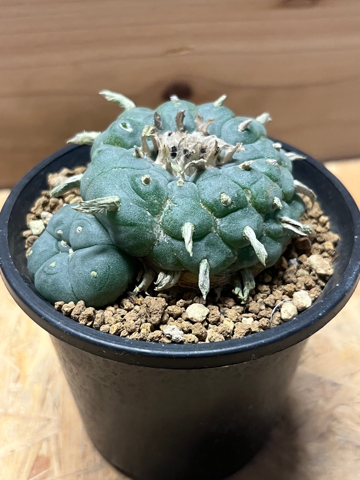 ロホホラ　ペンタゴナ 自根 ロホホラ ペンタゴナ 自根