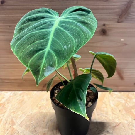 【観葉植物】レア　フィロデンドロン リンナエイ　パープルバック 観葉植物】レア フィロデンドロン リンナエイ パープルバック