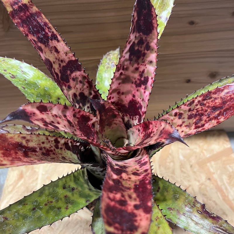 エクメア　オーランディアナ エクメア オーランディアナ エンサイン | GREEN LUCK