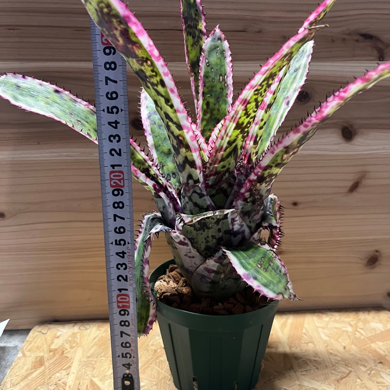 エクメア オーランディアナ エンサイン | GREEN LUCK