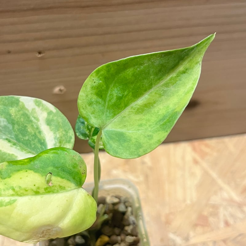 アンスリウム クラリネルビウム 斑入り | GREEN LUCK