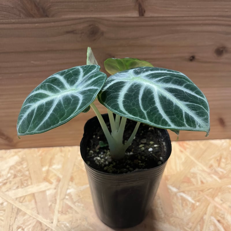 アロカシア ニンジャ | GREEN LUCK