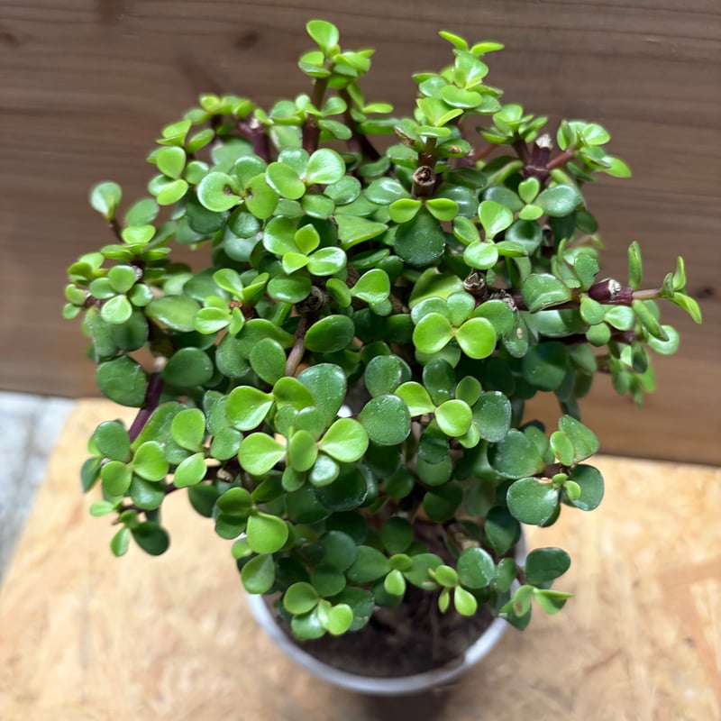 ポーチュラカリア アフラ | GREEN LUCK